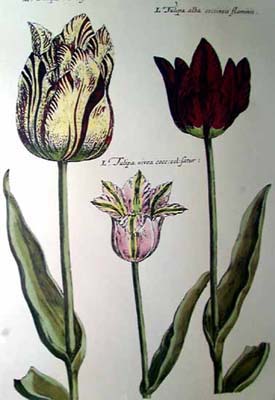Elephant Tulips II (Oversize)