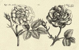 O/S Depasse Elephant Roses I K