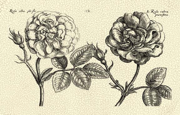 O/S Depasse Elephant Roses I K