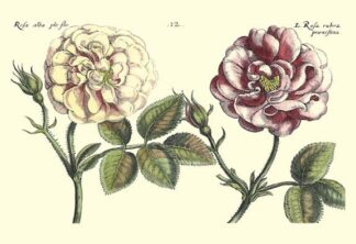 Elephant Roses I (Oversize)