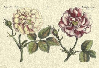 DePasse Elephant Roses I