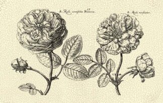 O/S Depasse Elephant Roses II K