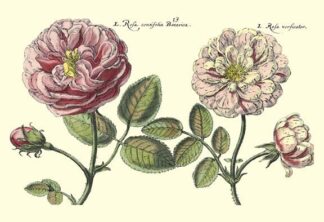 Elephant Roses II Oversize