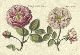 DePasse Elephant Roses II