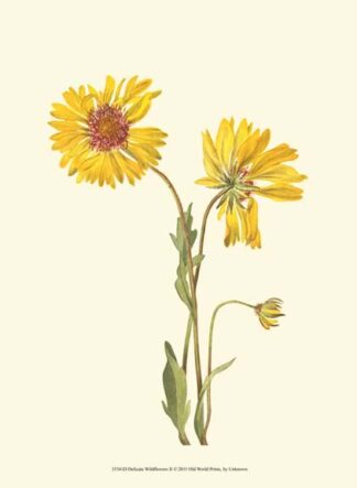 Delicate Wildflowers II