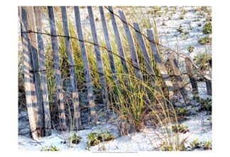Sea Oats I