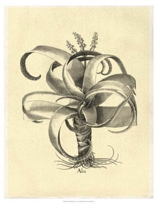 Crackled B&W Besler Aloe