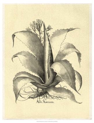 Crackled B&W Besler Aloe Americana