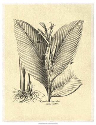 Crackled B&W Besler Canna