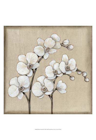 White Orchid II