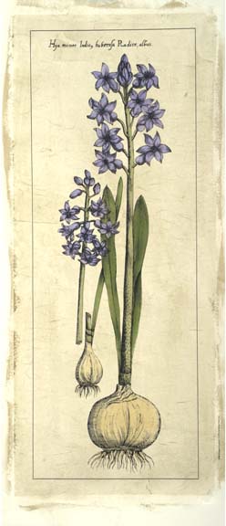 Embellished Hyacinth I