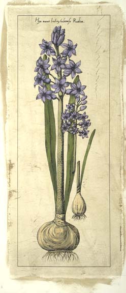 Embellished Hyacinth II