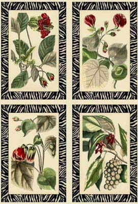 Mini Zebra Botanicals