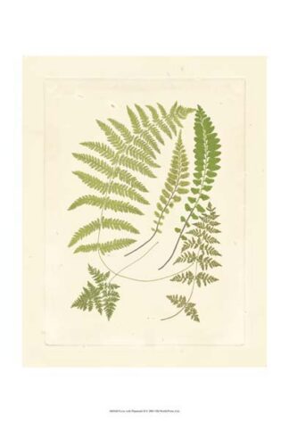 Ferns with Platemark II