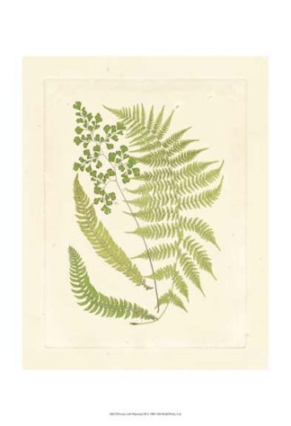 Ferns with Platemark III