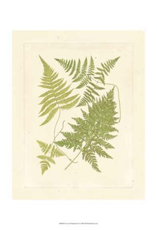 Ferns with Platemark VI