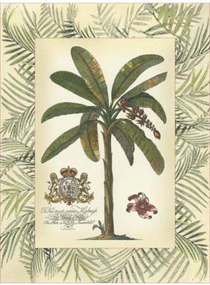 Palm in Bamboo Frame II