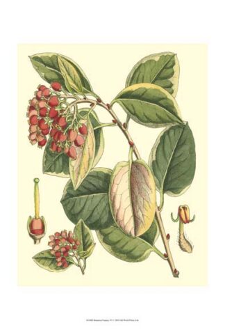 Botanical Fantasy IV