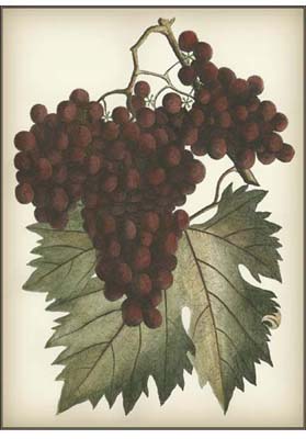 Red Grapes II