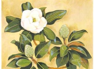Southern Magnolia II