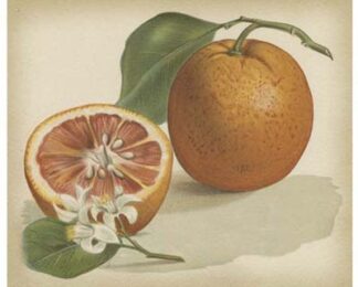 Orange Study I