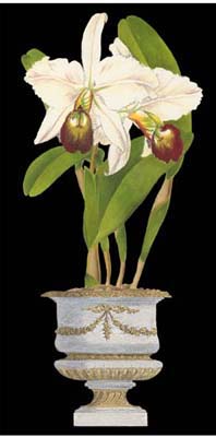 Orchids in Silver II