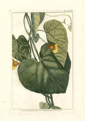 Botanical by Buchoz I (D)