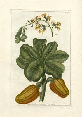 Botanical by Buchoz III (D)