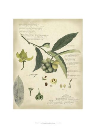 Descube Botanical II