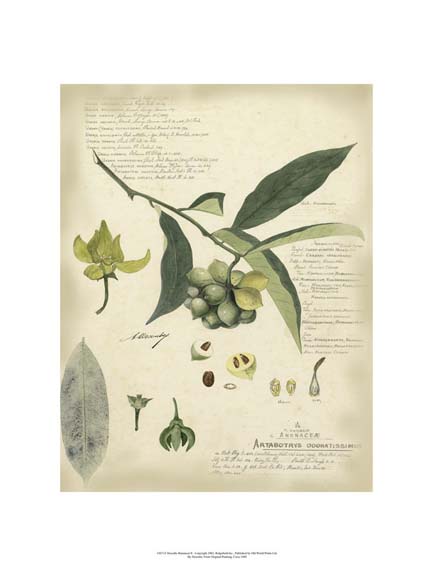 Descube Botanical II