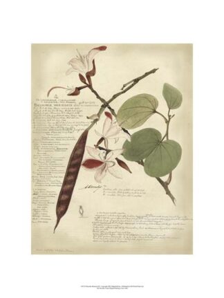 Descube Botanical III