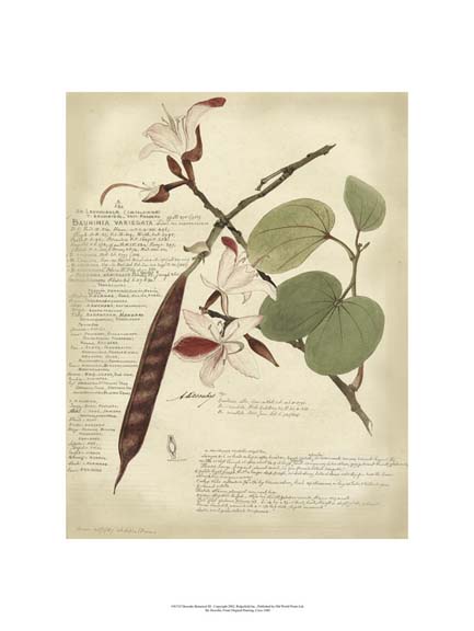 Descube Botanical III