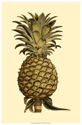 Sepia Pineapple (H) I
