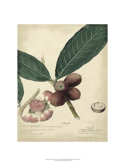 Descube Botanical IV