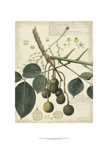 Descube Botanical VI