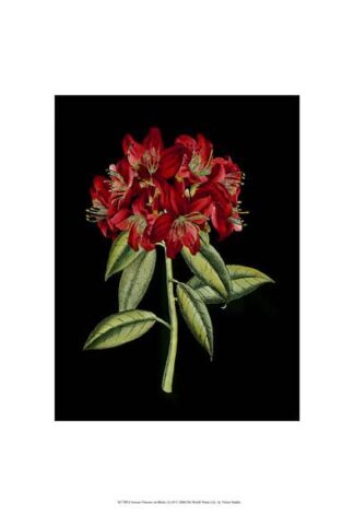 Crimson Flowers on Black (A) II