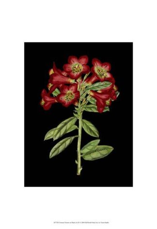 Crimson Flowers on Black (A) IV