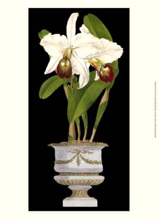 Small Orchids in Silver (IP) II