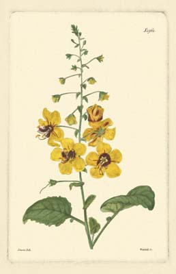 Yellow Curtis Botanical II