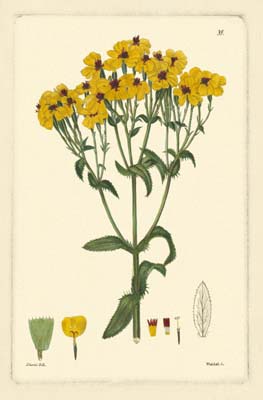 Yellow Curtis Botanical III