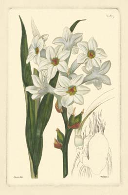 White Curtis Botanical I