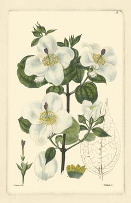 White Curtis Botanical III