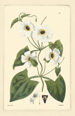 White Curtis Botanical IV