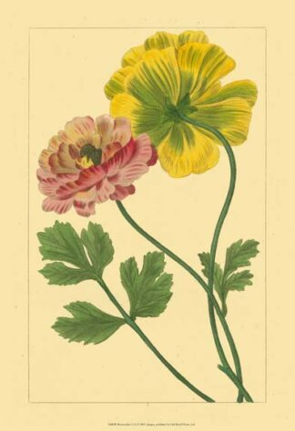 Ranunculus I