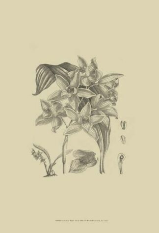 B & W Curtis Orchid (WG) IV