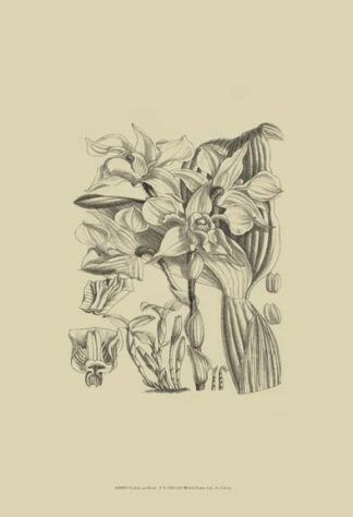 B & W Curtis Orchid (WG) V