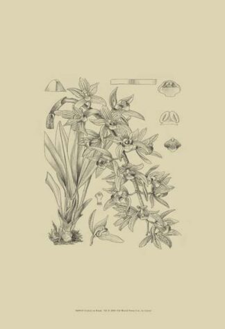 B & W Curtis Orchid (WG) VII