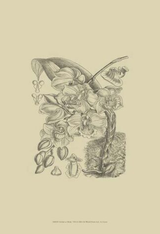 B & W Curtis Orchid (WG) VIII