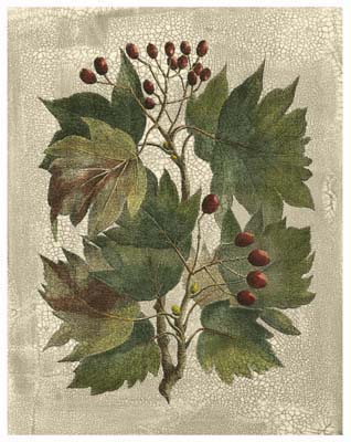 Printed Deshayes Trees I