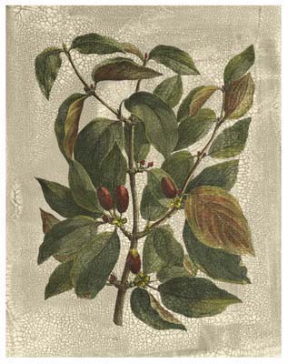 Printed Deshayes Trees II